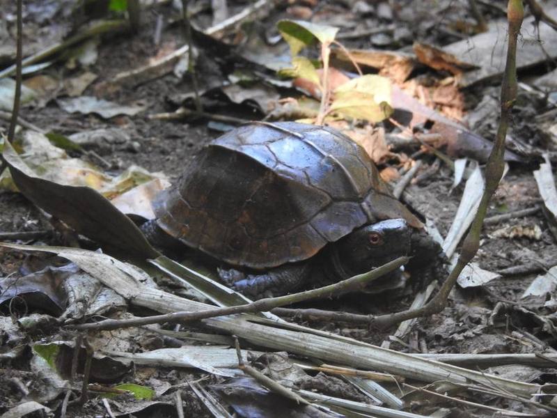 Keeled Box Turtle