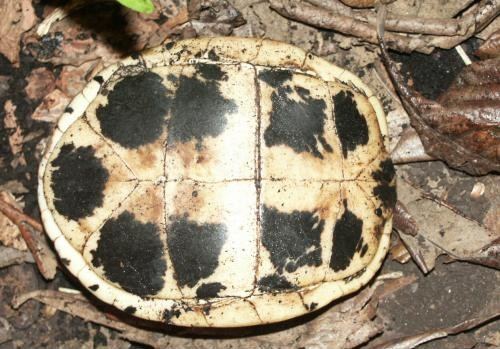 Southern Vietnamese Box Turtle