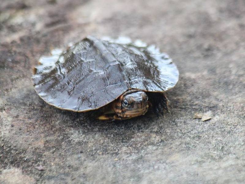 Western Black-bridged Leaf Turtle