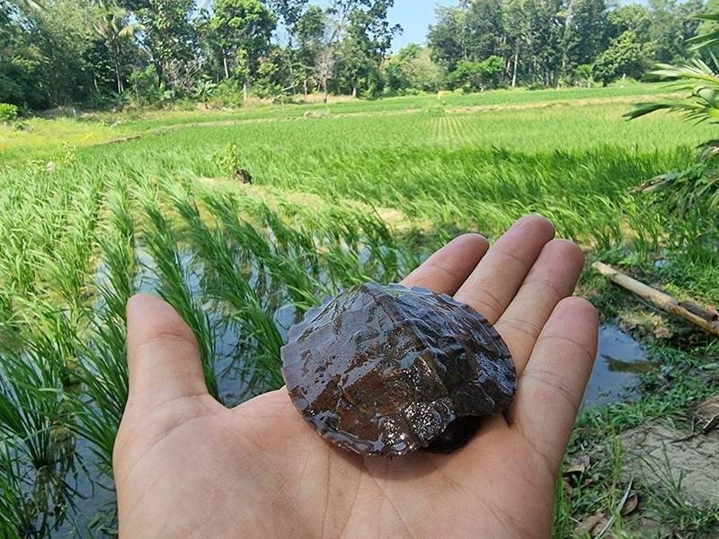 Asian Leaf Turtle