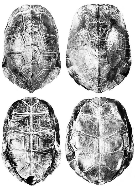 Oldham's Leaf Turtle
