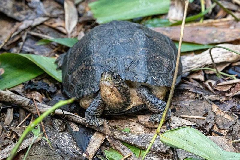 Eastern Black-bridged Leaf Turtle