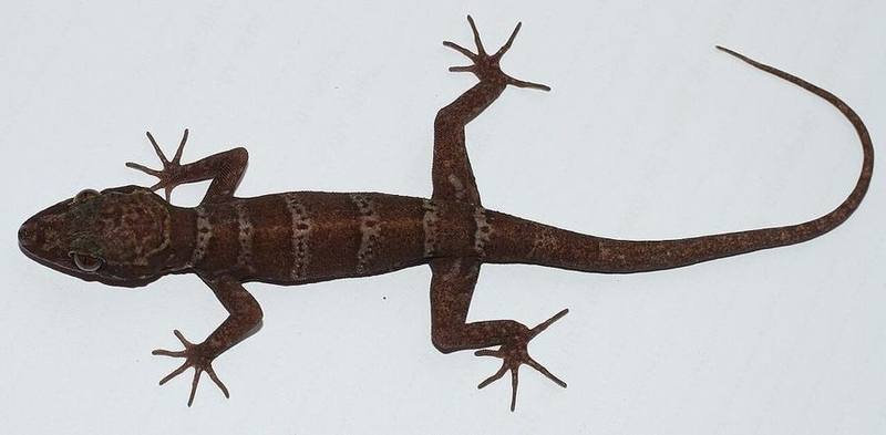 Cyrtodactylus arnei