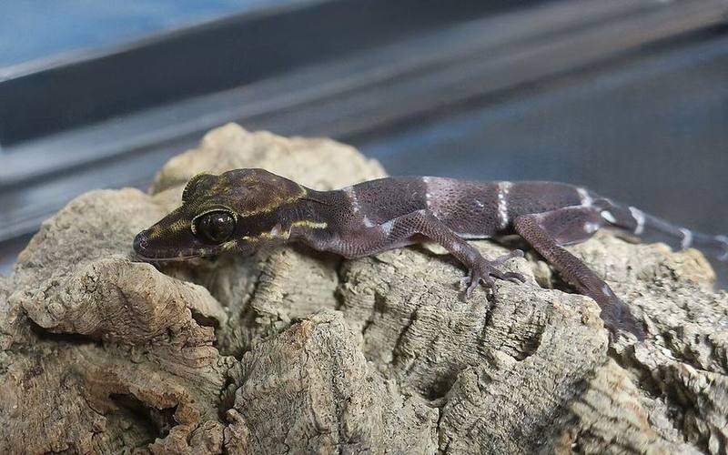 Cyrtodactylus badenensis
