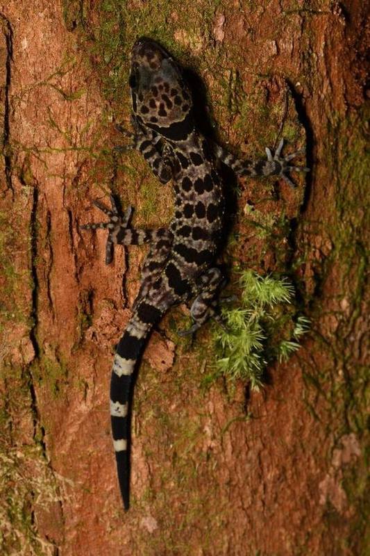 Cyrtodactylus bidoupimontis