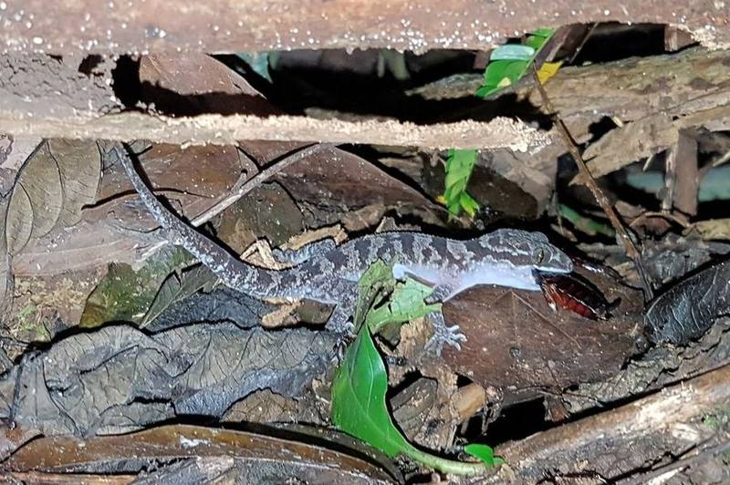 Cyrtodactylus cattienensis