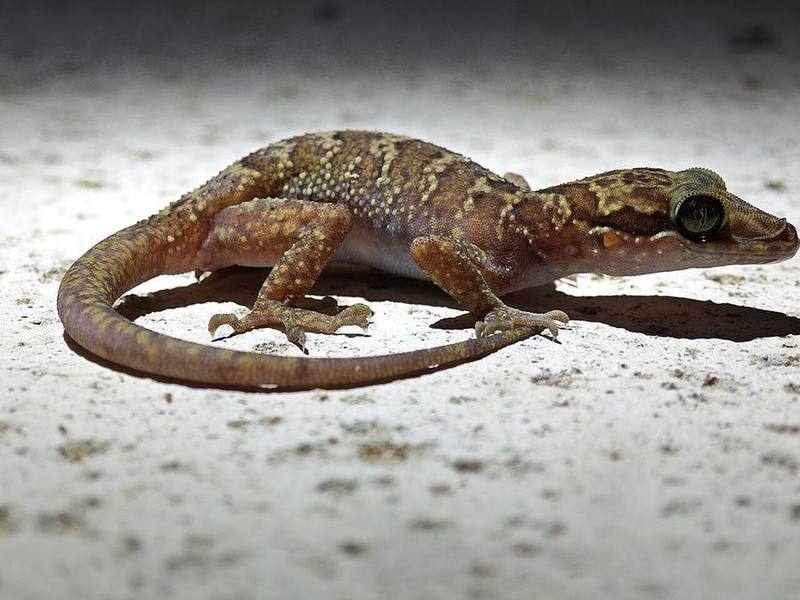 Cyrtodactylus condorensis