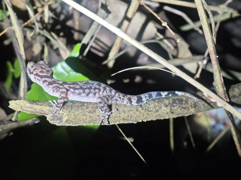Cyrtodactylus dati