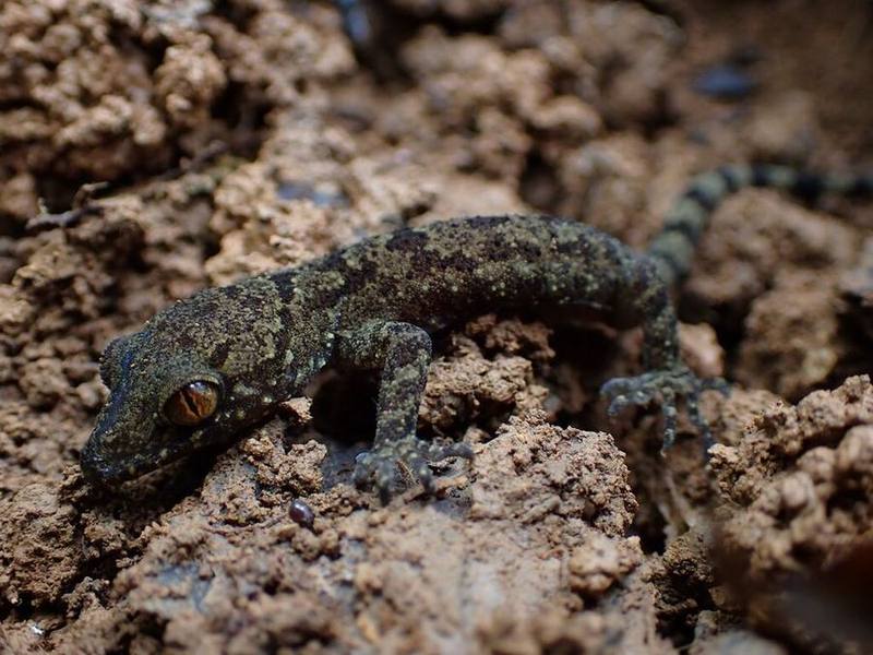Gialai Bent-toed Gecko