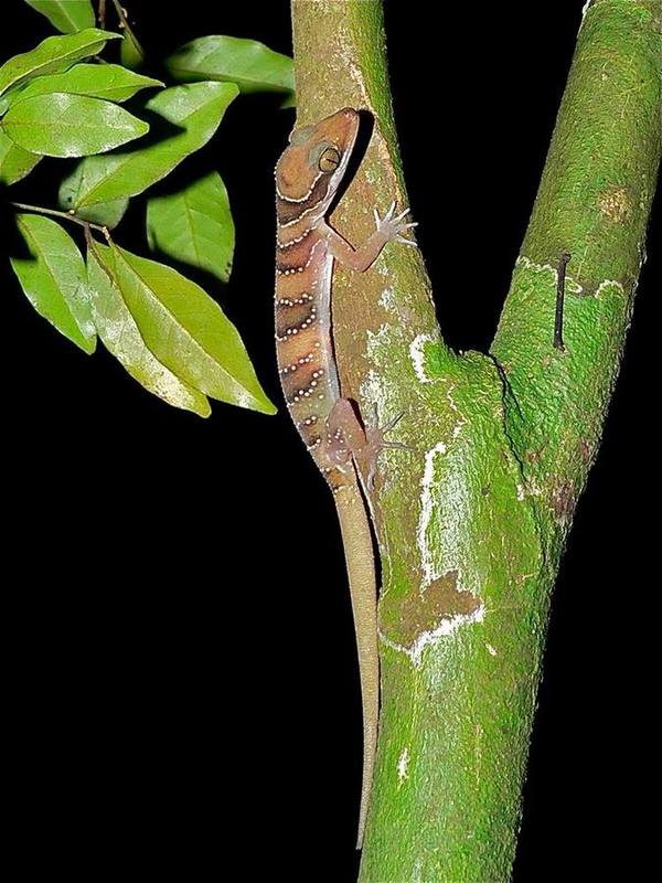 Intermediate Bow-fingered Gecko