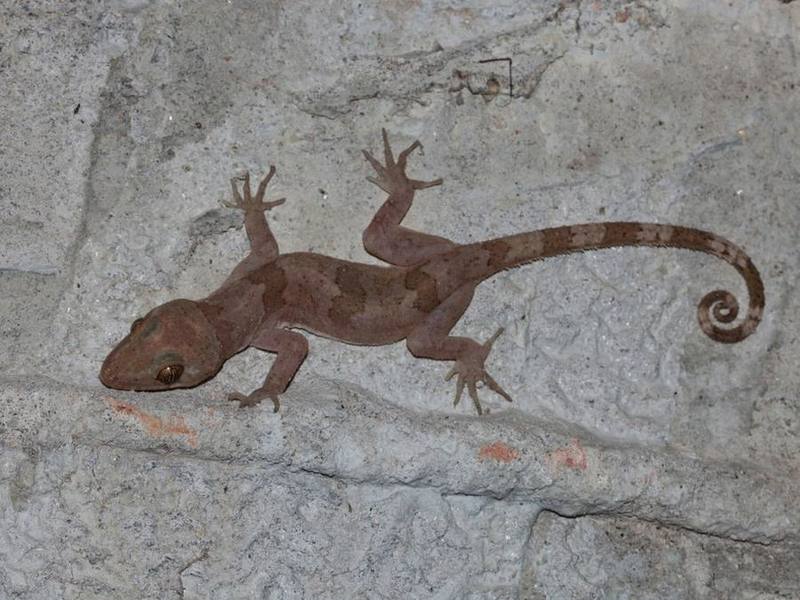 Cyrtodactylus ngati