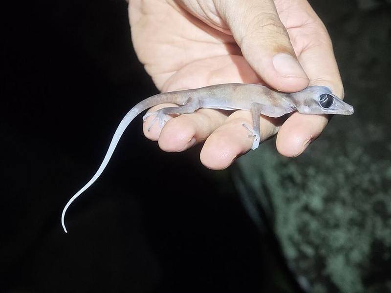 Cyrtodactylus nigriocularis