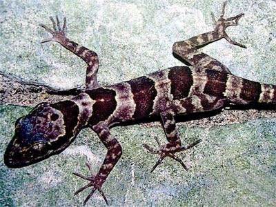 Cyrtodactylus phongnhakebangensis