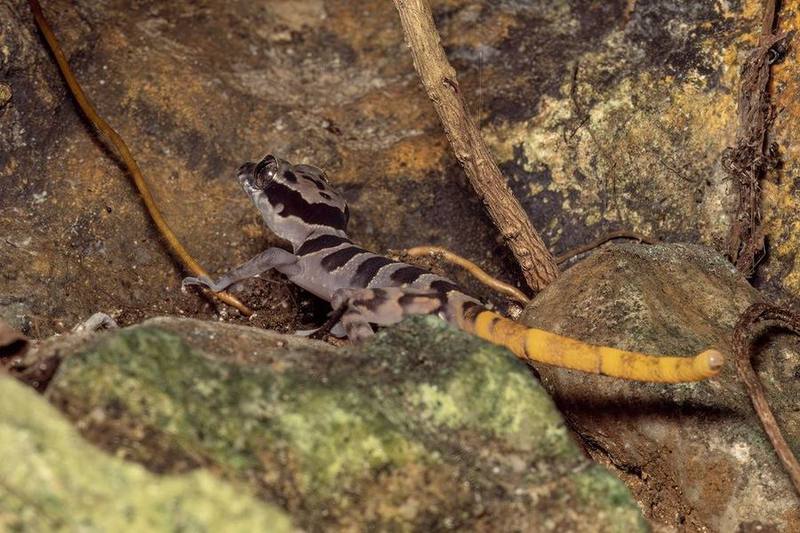 Roesler's Bent-toed Gecko