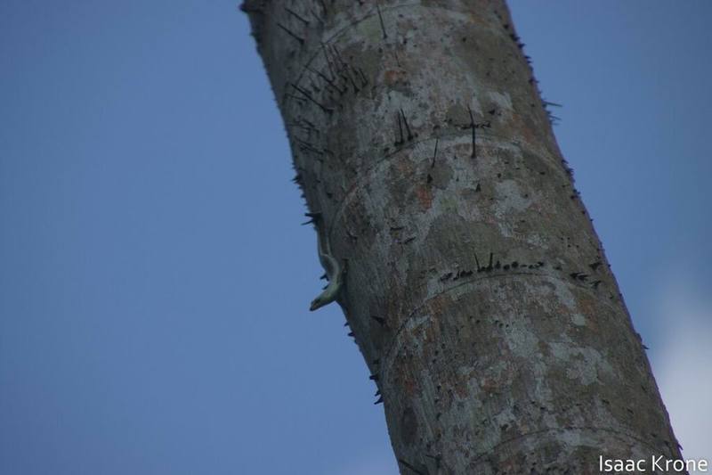 Olive Tree Skink