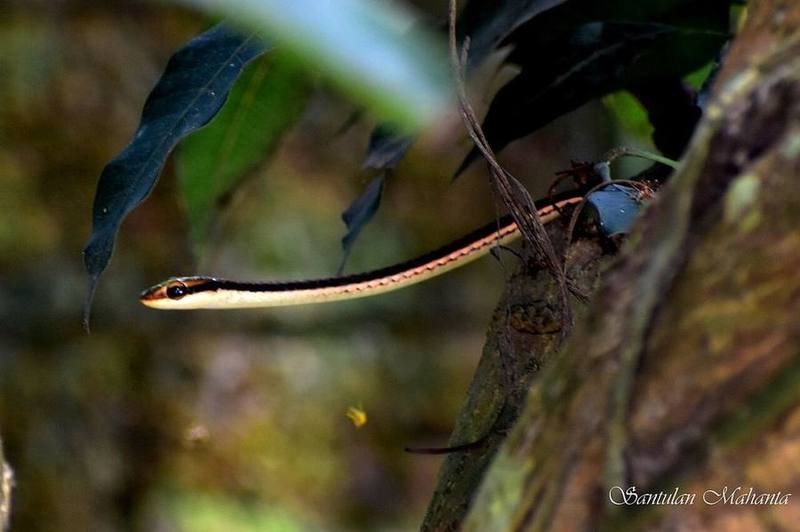 Dendrelaphis proarchos