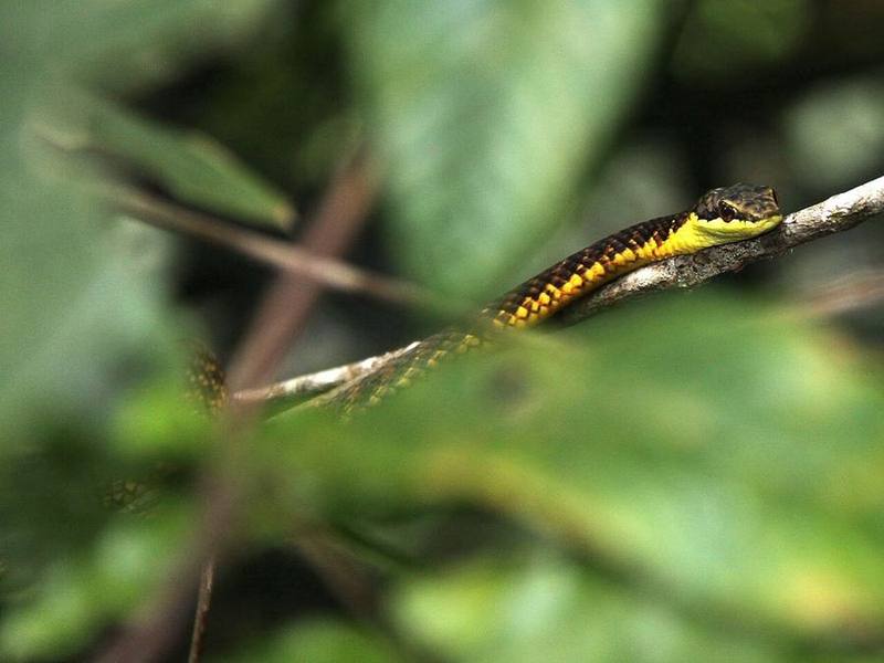 Mountain Bronzeback