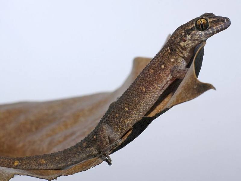 Bauer's Leaf-toed Gecko
