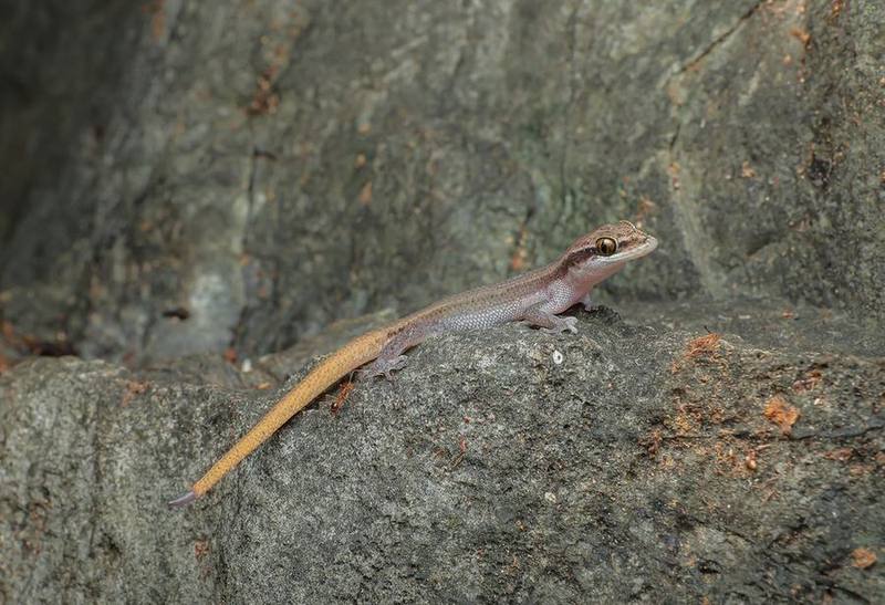Black-spotted Leaf-toed Gecko