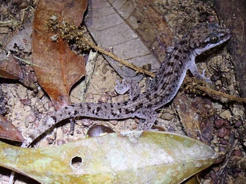 Dixonius minhlei