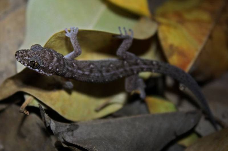 Siamese Leaf-toed Gecko