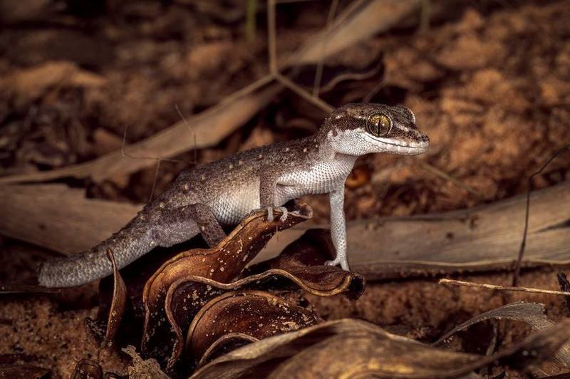 Vietnamese Leaf-toed Gecko