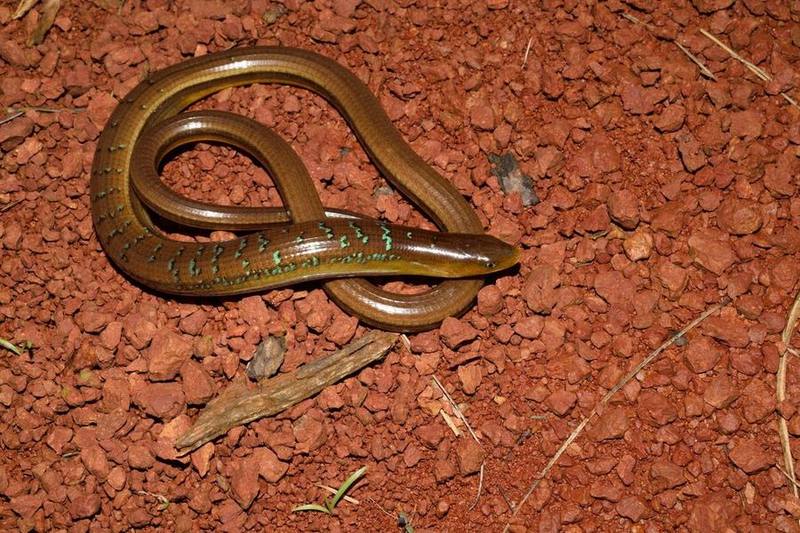 Dopasia gracilis
