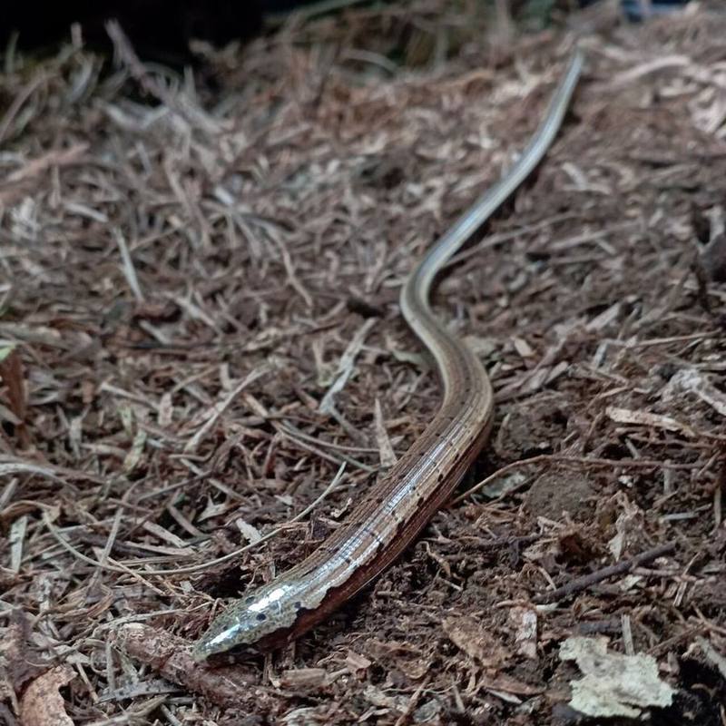 Hart's Glass Lizard