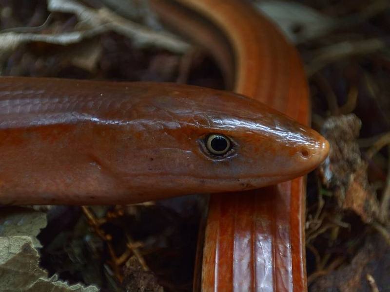 Sokolov's Glass Lizard