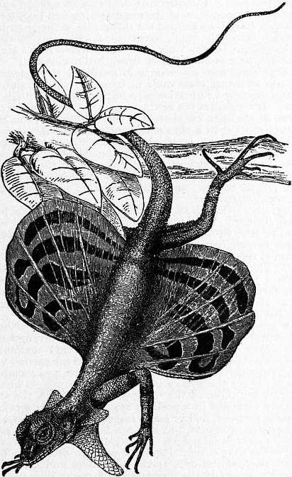 Draco taeniopterus