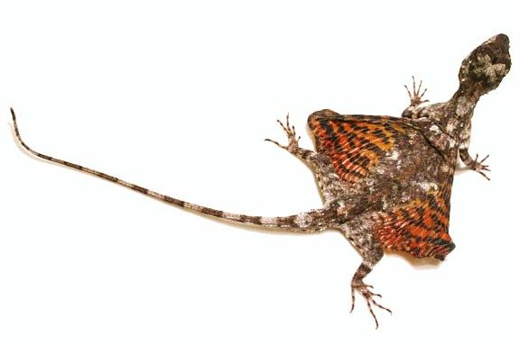 Common Flying Dragon