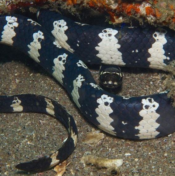 Turtleheaded Sea Snake