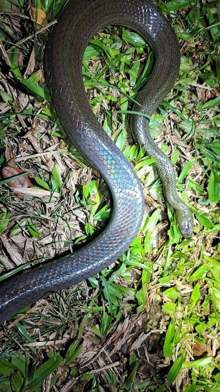 Rainbow Water Snake