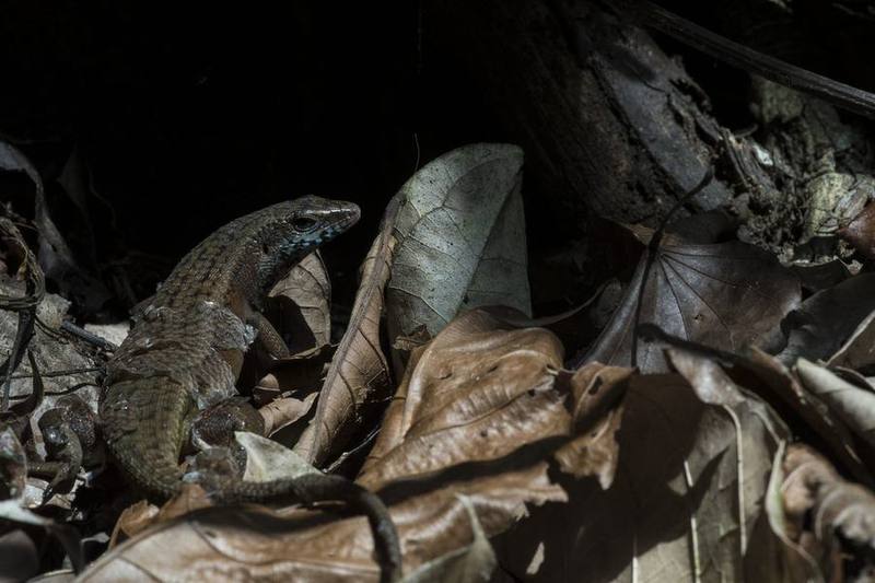 Many-lined Sun Skink