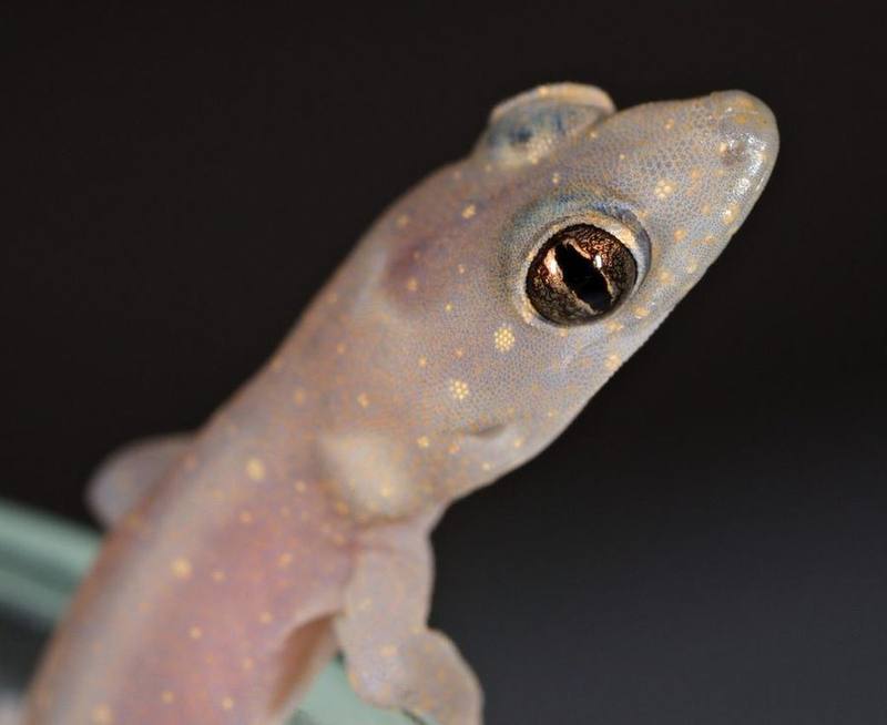 Common Four-clawed Gecko
