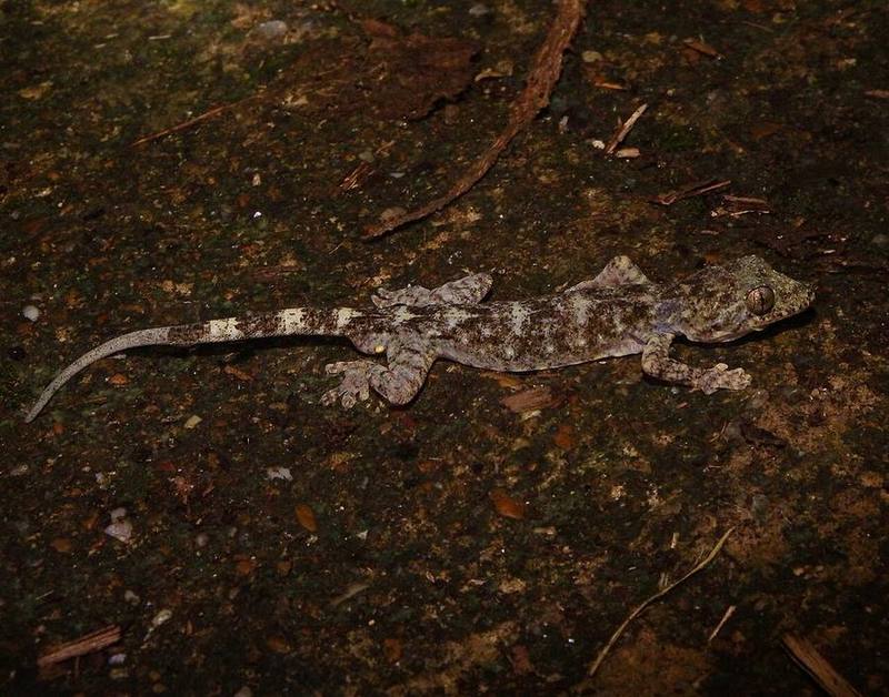 Adler's Gecko