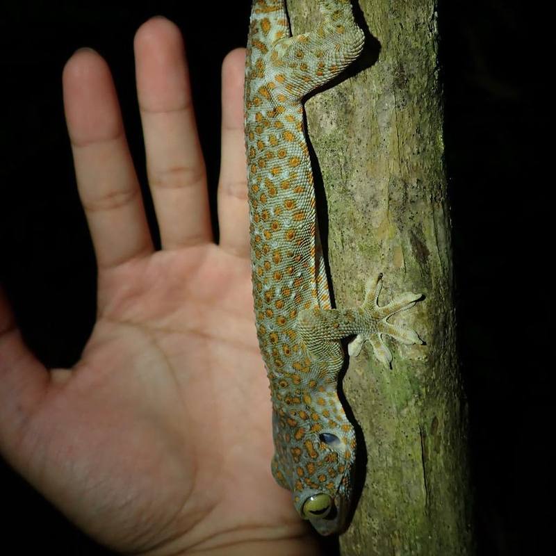 Tokay Gecko