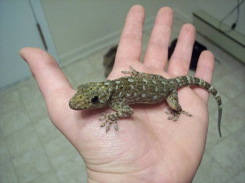 Grossmann's Gecko