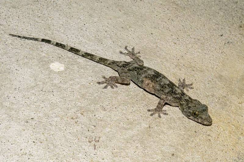 Palm Gecko