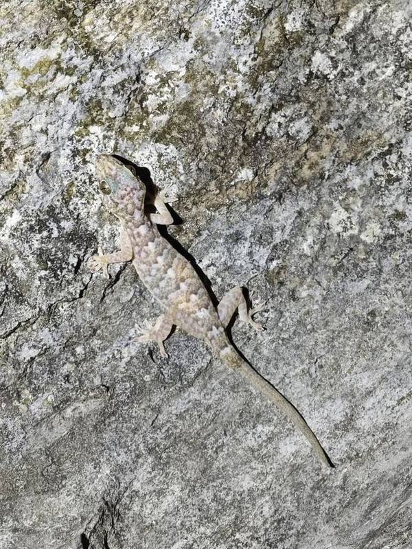 Gekko scientiadventura