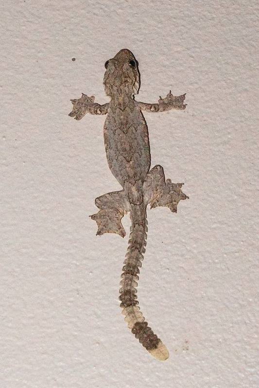 Gekko tokehos