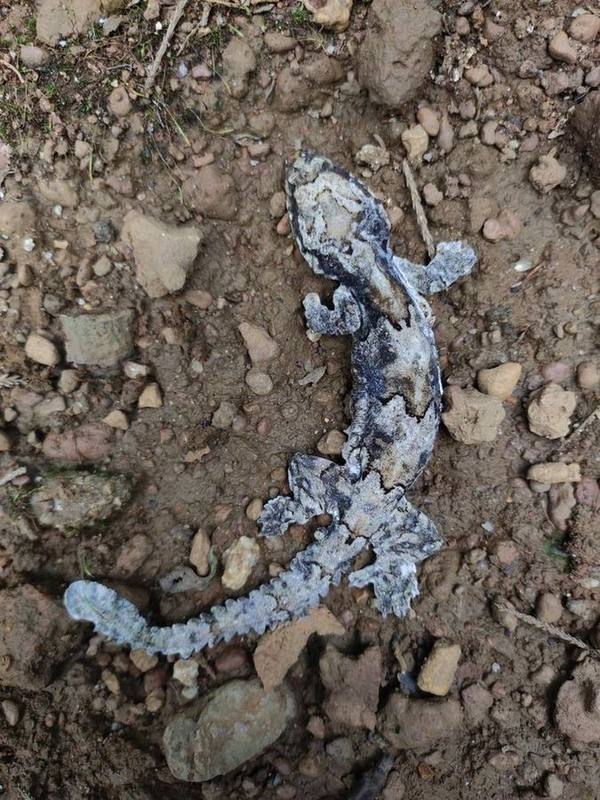 Gekko trinotaterra