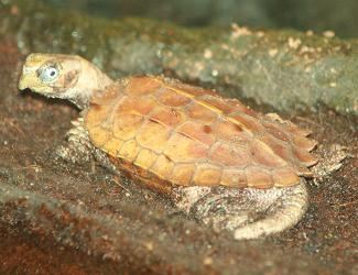 Black-breasted Leaf Turtle