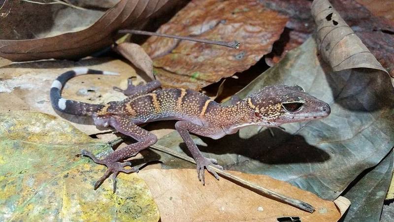 Cat Ba Leopard Gecko