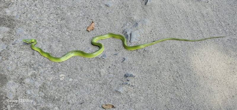 Gonyosoma frenatum
