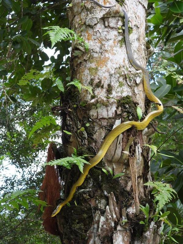 Red-tailed Racer