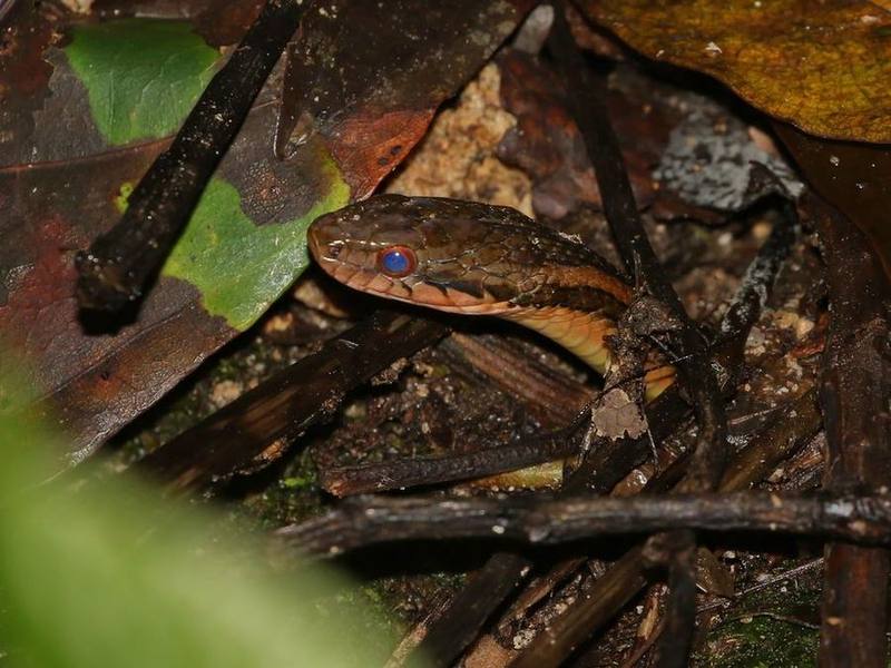 Two-striped Keelback