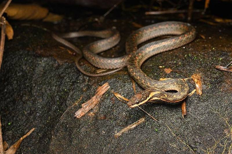 White-lipped Keelback