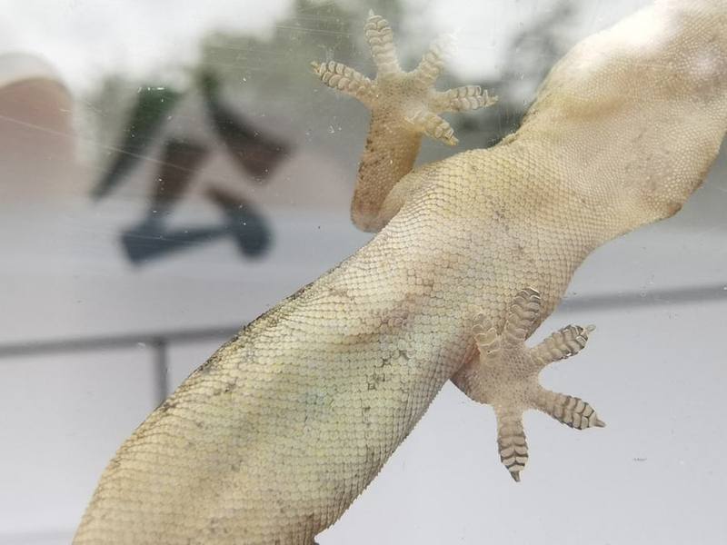 Oriental Leaf-toed Gecko