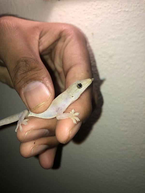 Asian House Gecko